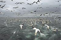 TopRq.com search results: Gannets diving for fish, Shetland Islands, Scotland, United Kingdom