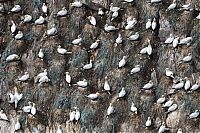TopRq.com search results: Gannets diving for fish, Shetland Islands, Scotland, United Kingdom