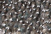 Fauna & Flora: Gannets diving for fish, Shetland Islands, Scotland, United Kingdom