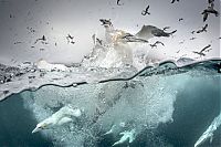 TopRq.com search results: Gannets diving for fish, Shetland Islands, Scotland, United Kingdom