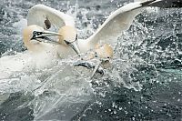 Fauna & Flora: Gannets diving for fish, Shetland Islands, Scotland, United Kingdom