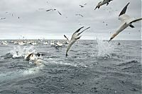 TopRq.com search results: Gannets diving for fish, Shetland Islands, Scotland, United Kingdom