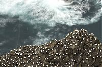 TopRq.com search results: Gannets diving for fish, Shetland Islands, Scotland, United Kingdom