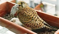 Fauna & Flora: falcons and fledglings at the window