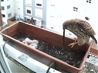 Fauna & Flora: falcons and fledglings at the window