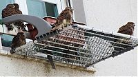 Fauna & Flora: falcons and fledglings at the window