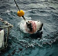 Fauna & Flora: shark mouth close-up