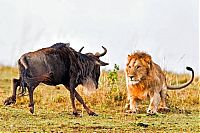 Fauna & Flora: lion against a wildebeast