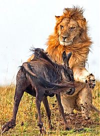 Fauna & Flora: lion against a wildebeast