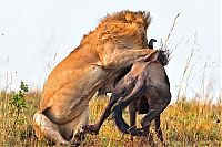 TopRq.com search results: lion against a wildebeast