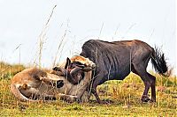 TopRq.com search results: lion against a wildebeast