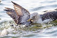 Fauna & Flora: seagulls kill a pigeon