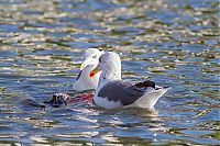 Fauna & Flora: seagulls kill a pigeon