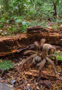 Fauna & Flora: Goliath birdeater by Piotr Naskrecki