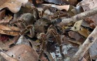 TopRq.com search results: Goliath birdeater by Piotr Naskrecki