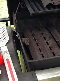 Fauna & Flora: baby mice pups in the grill