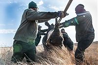 Fauna & Flora: Rescuing rhinoceros, Kruger National Park, South Africa