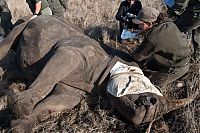TopRq.com search results: Rescuing rhinoceros, Kruger National Park, South Africa