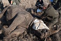 Fauna & Flora: Rescuing rhinoceros, Kruger National Park, South Africa