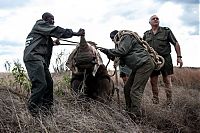 Fauna & Flora: Rescuing rhinoceros, Kruger National Park, South Africa