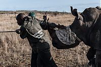 Fauna & Flora: Rescuing rhinoceros, Kruger National Park, South Africa