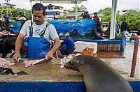 Fauna & Flora: sea lion waiting for a fresh fish