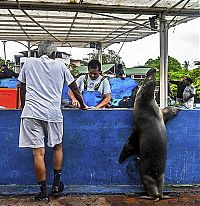 Fauna & Flora: sea lion waiting for a fresh fish