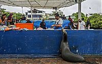 Fauna & Flora: sea lion waiting for a fresh fish