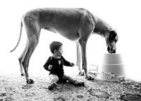 Fauna & Flora: dog and the child