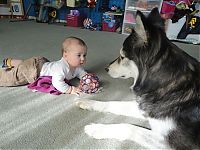Fauna & Flora: dog and the child