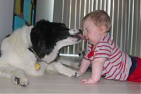 TopRq.com search results: dog and the child