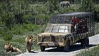 TopRq.com search results: Lion Safari Zoo park, Rancagua, Maipú, Santiago Province, Chile