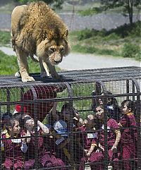 TopRq.com search results: Lion Safari Zoo park, Rancagua, Maipú, Santiago Province, Chile