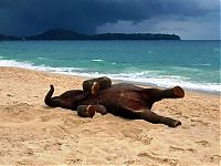 Fauna & Flora: baby elephant on the beach at the sea