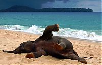 Fauna & Flora: baby elephant on the beach at the sea