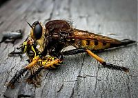 TopRq.com search results: asilidae, assassin robber fly