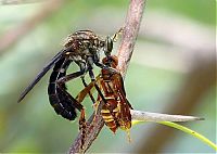 TopRq.com search results: asilidae, assassin robber fly