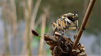 Fauna & Flora: asilidae, assassin robber fly