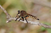 Fauna & Flora: asilidae, assassin robber fly