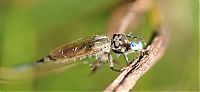 Fauna & Flora: asilidae, assassin robber fly