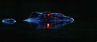 Fauna & Flora: Alligators at night by Larry Lynch