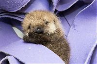 Fauna & Flora: otter learning to swim