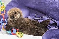 Fauna & Flora: otter learning to swim