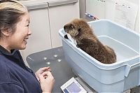 Fauna & Flora: otter learning to swim