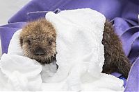 Fauna & Flora: otter learning to swim