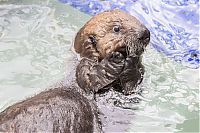 Fauna & Flora: otter learning to swim