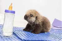 Fauna & Flora: otter learning to swim