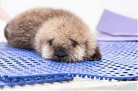 Fauna & Flora: otter learning to swim