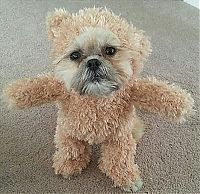 Fauna & Flora: munchkin, shih tzu, teddy bear dog