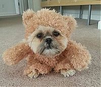 TopRq.com search results: munchkin, shih tzu, teddy bear dog